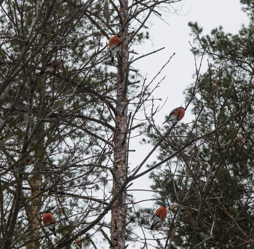 Applied Ornithology... - Римский Шершень Hornet