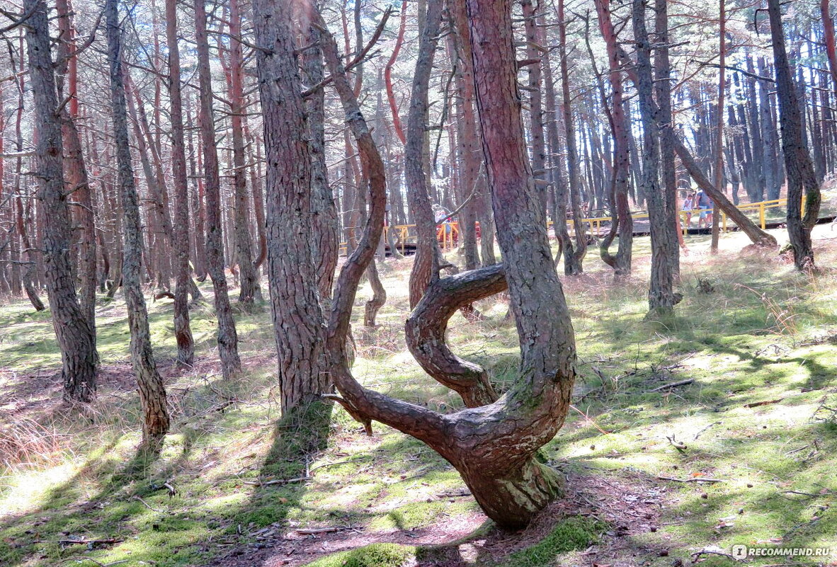 Пляшущий лес - Михаил Свиденцов