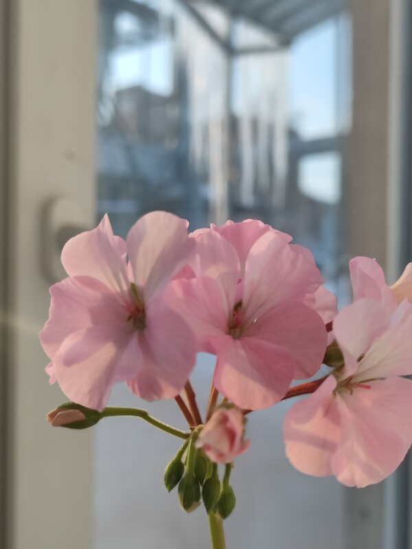 Цветок на окне - Наталия Смирнова 