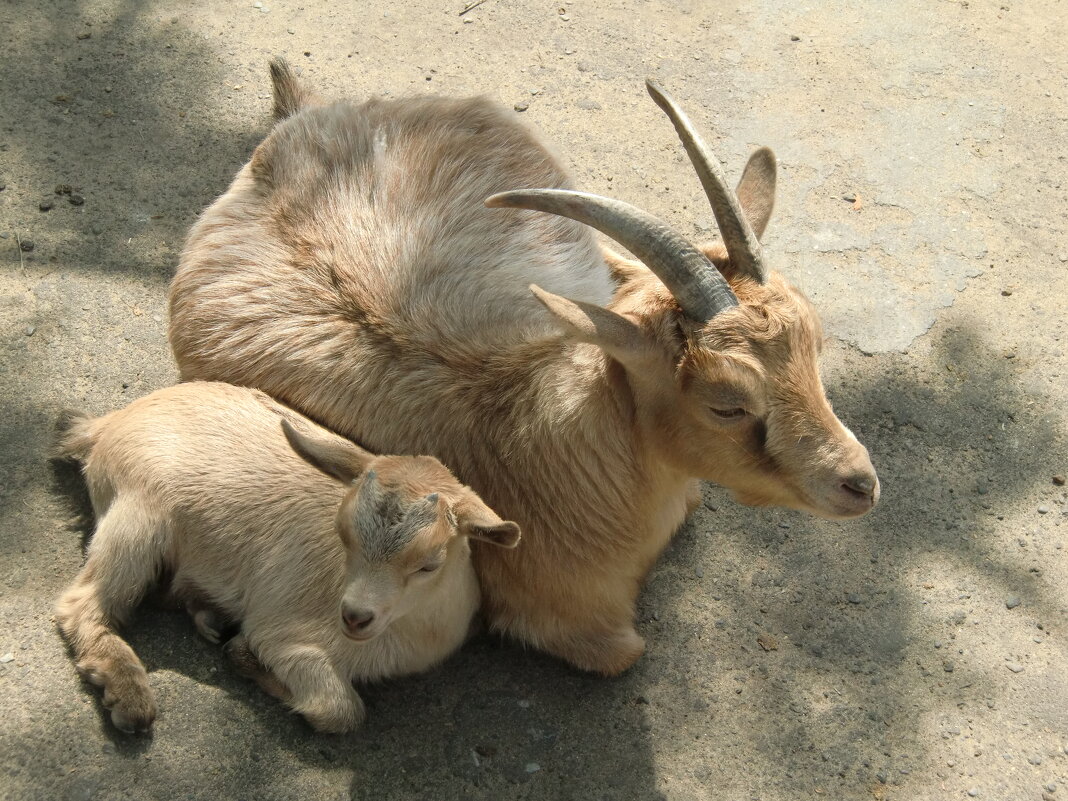 Камерунские козы - <<< Наташа >>>
