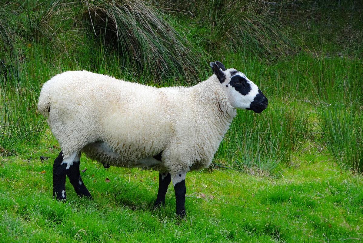 Ирландская овечка - Ольга 