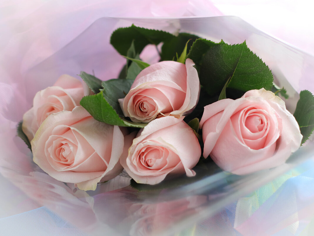 Розовые розы - Irene Irene