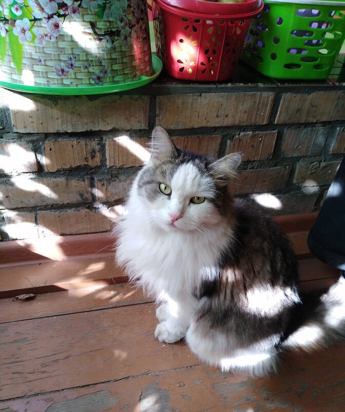 Соседский кот Серёжа - Нина Колгатина 