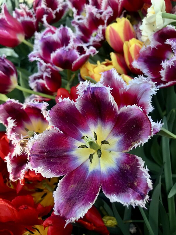 Тюльпаны во всей красе) - Любовь 