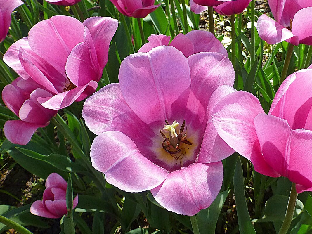 Нежные тюльпаны - Лидия Бусурина