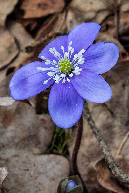 Hepatica nobilis - Kliwo 