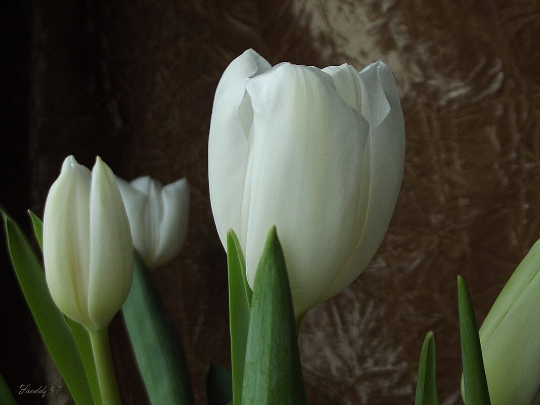 Белые тюльпаны - Freddy 97