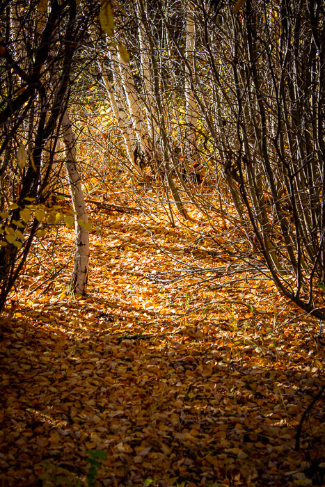 В осеннем лиственном лесу - Светлана SvetNika17