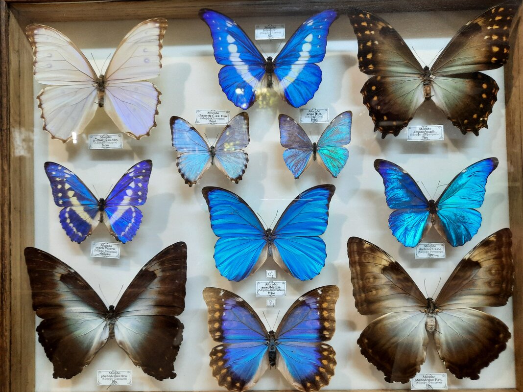 Бабочки - Irene Irene