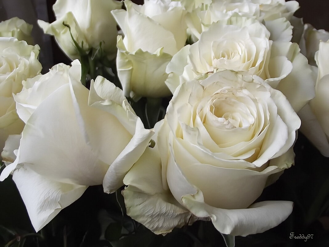 Белые розы - Freddy 97