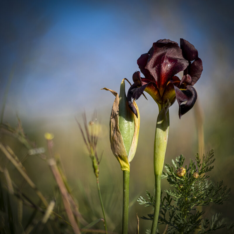 Пурпурный ирис (Iris atropurpurea). - Александр Григорьев