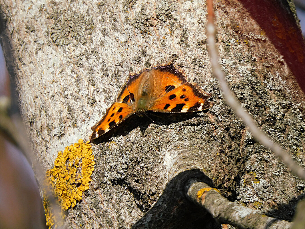 Мартовская бабочка - Лина 
