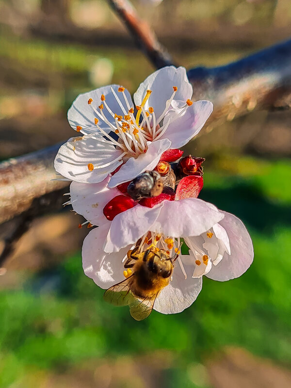 Цветёт абрикос - пчела трудится - Валерий Ткаченко