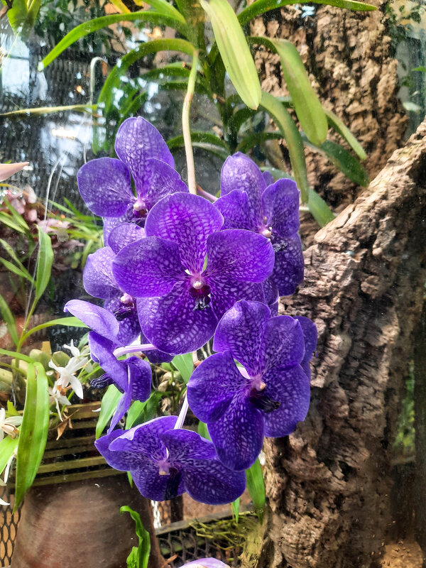 Орхидея в Аптекарском - Irene Irene