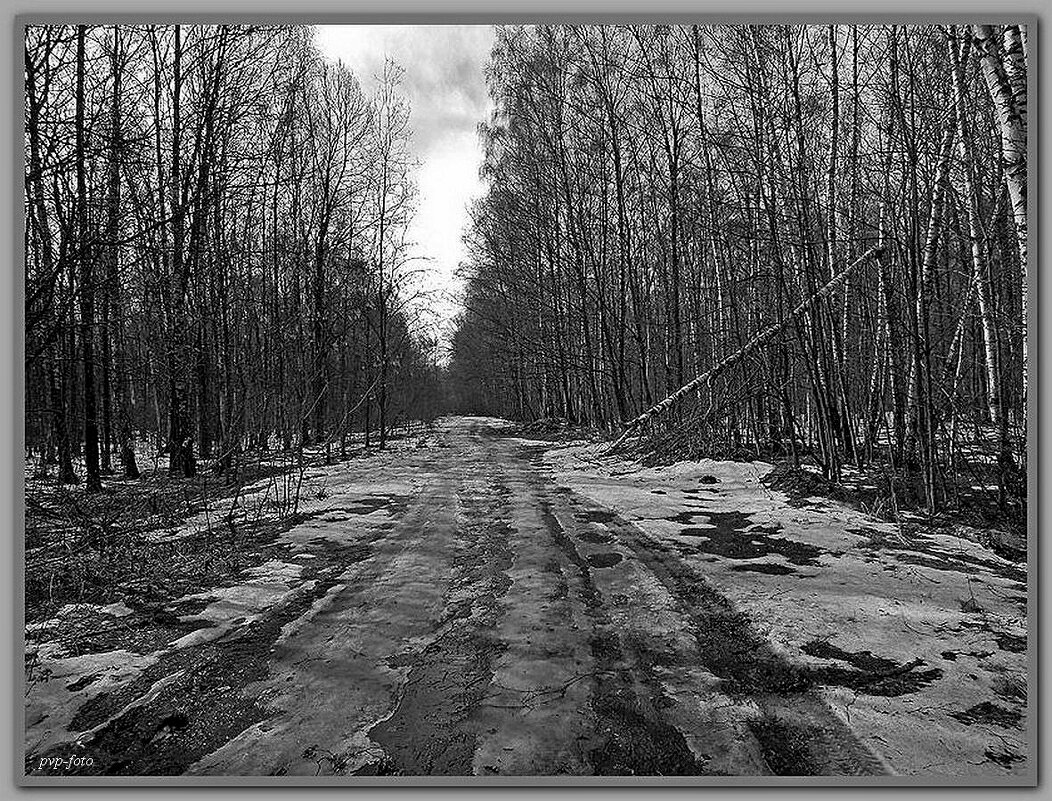 Последний снег в лесу. - Владимир Попов