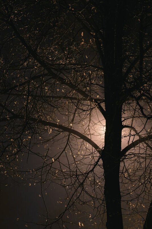 Луна за деревом - Николай Чекалин
