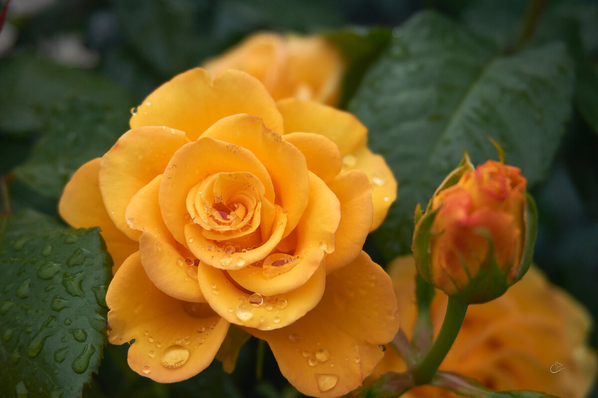 Роза жёлтая, как ты красива - Инна Драбкина
