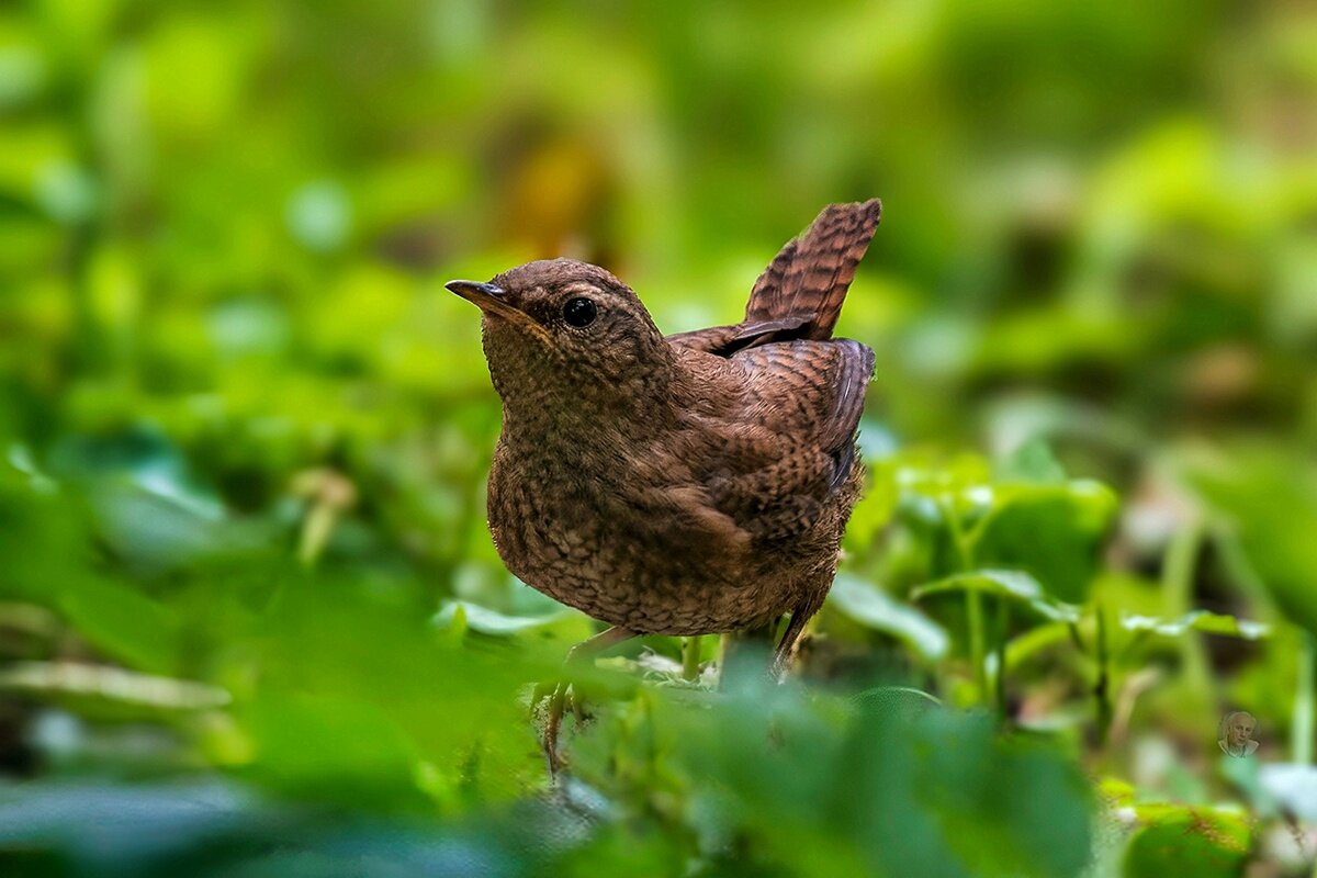 маленькая коричневая птичка - Николай Соколухин