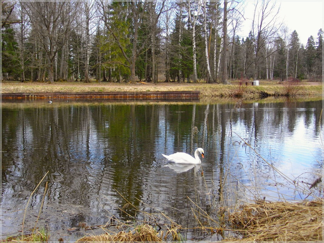 Лебедь на Серебряном озере. - Лия ☼