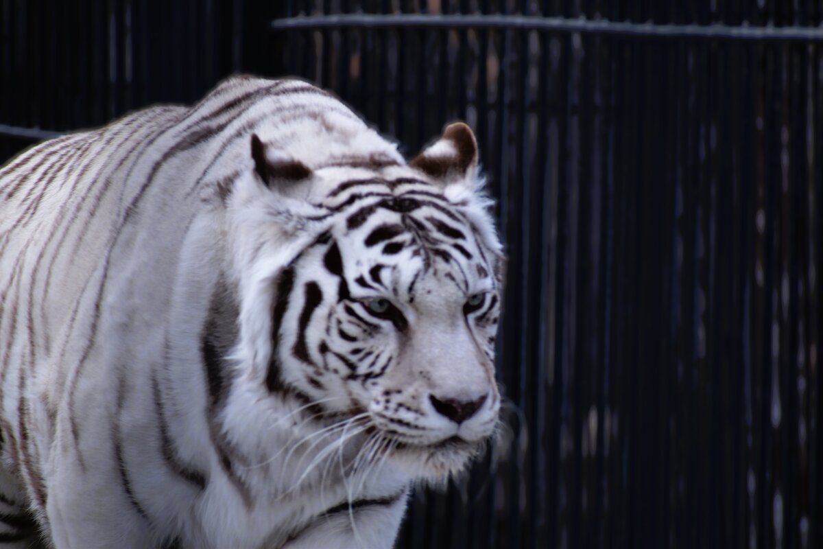 белый тигр - Валентина 
