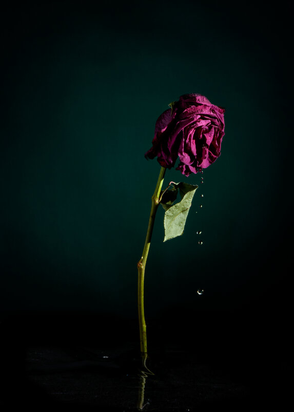 Плачущая роза - Sergey 