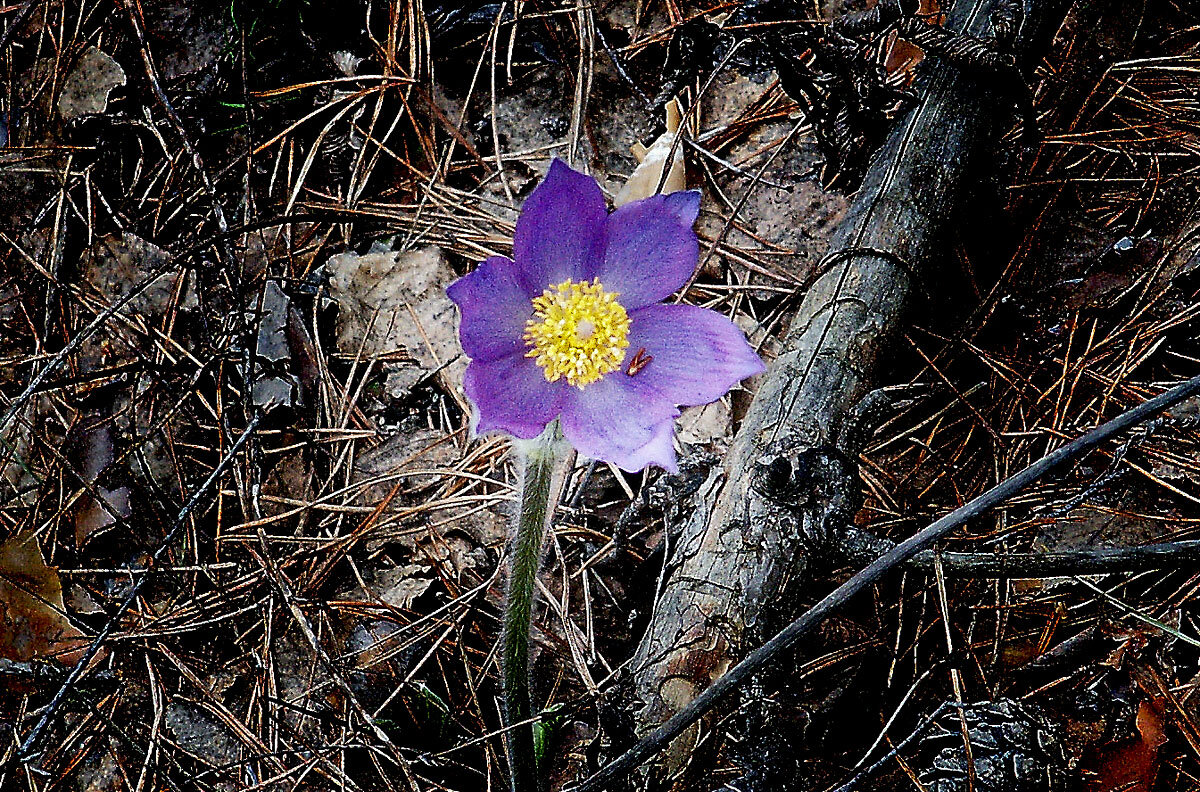 Первый апрельский цветок - MILAV V