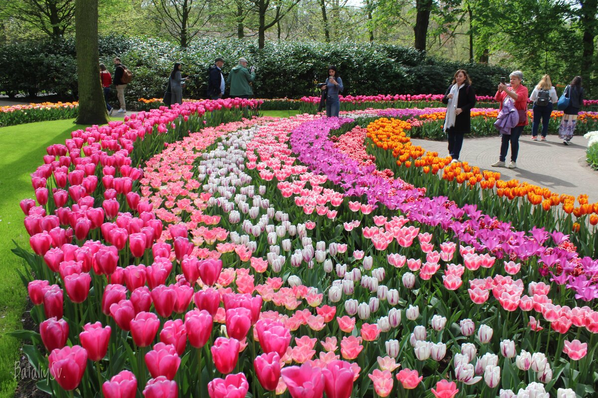 парк цветов Keukenhof - Светлана Баталий