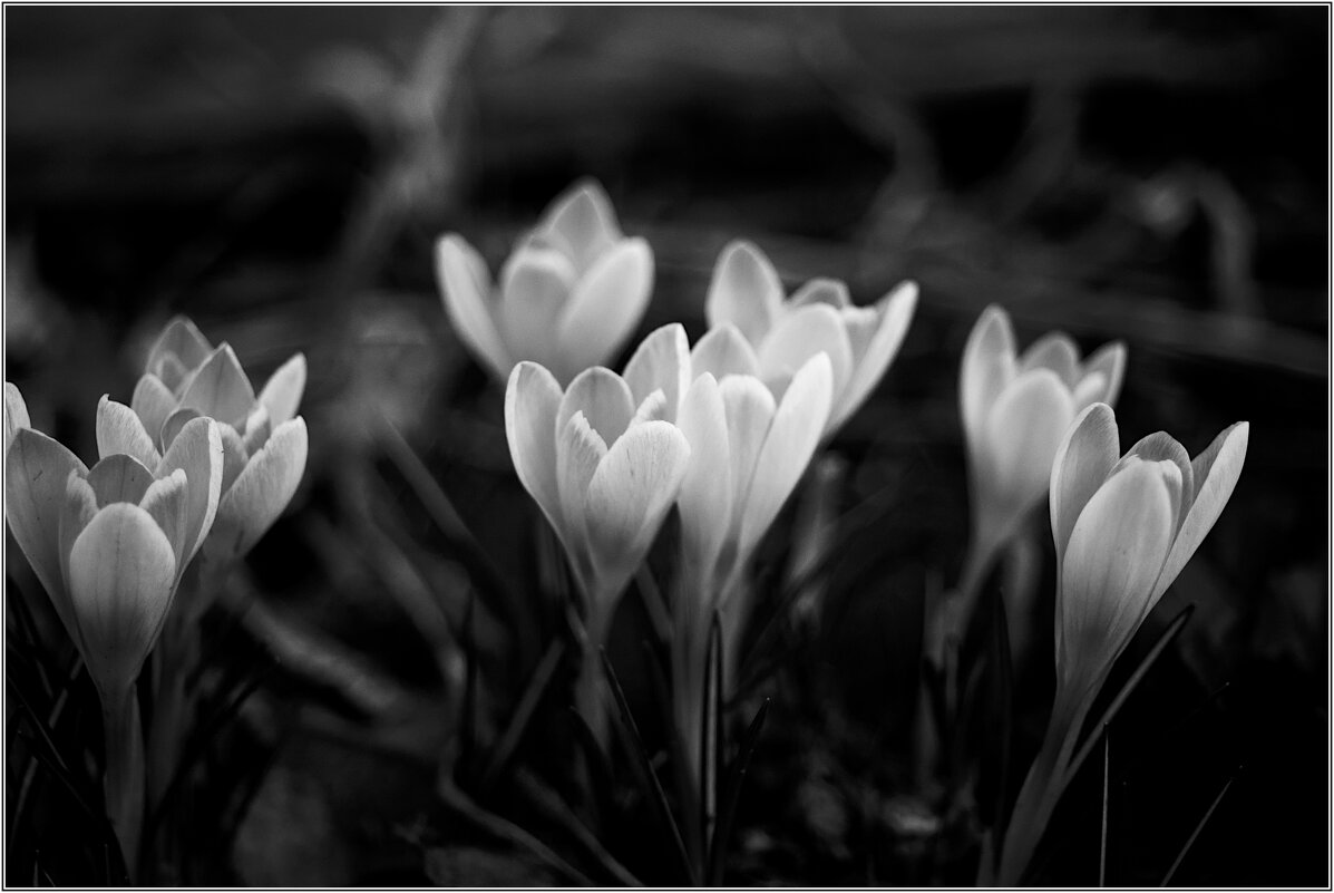 Crocus Vernus - Kirill Kharlamoff