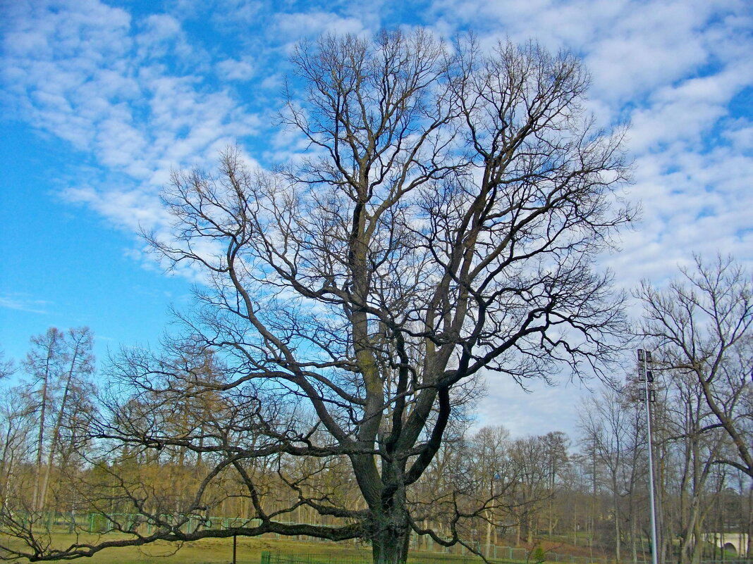 Дуб-солитер (Solitaire Oak-tree). - Лия ☼