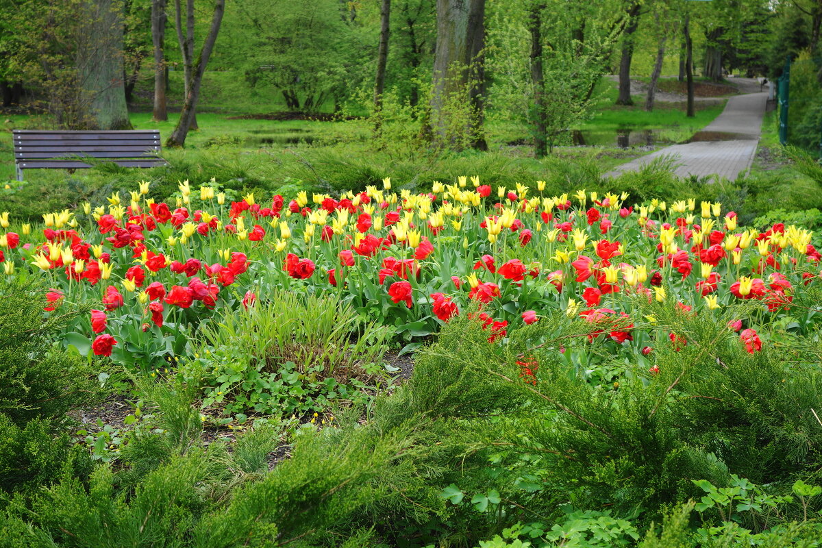 Тюльпаны в городском парке - Рита Симонова