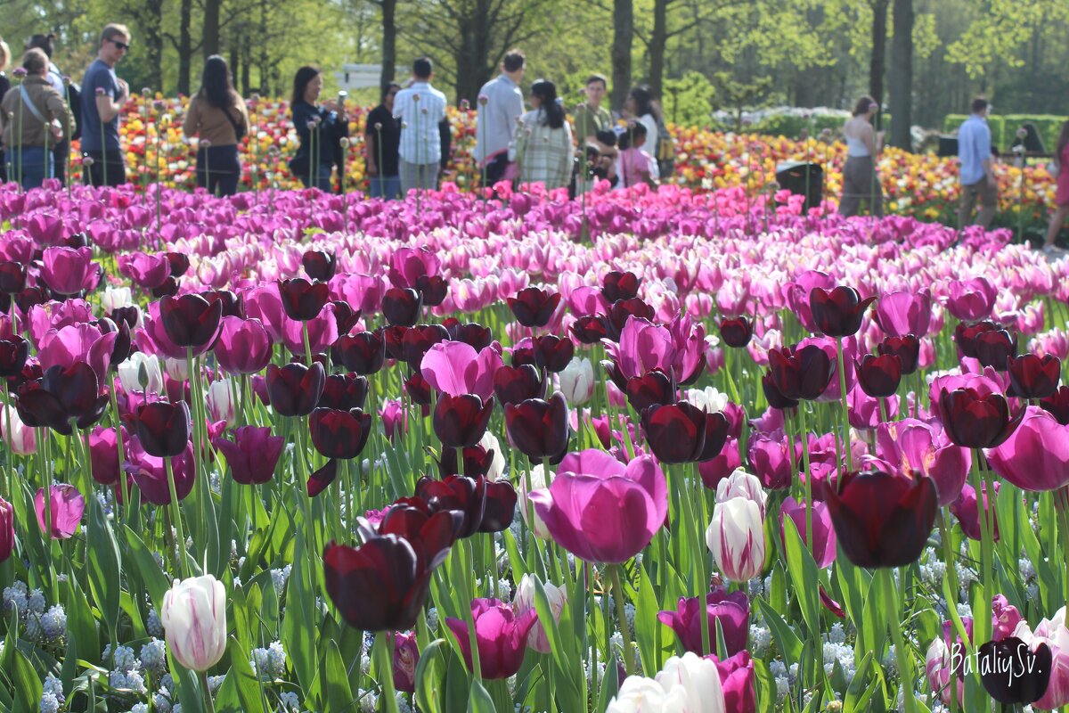 парк цветов Keukenhof - Светлана Баталий