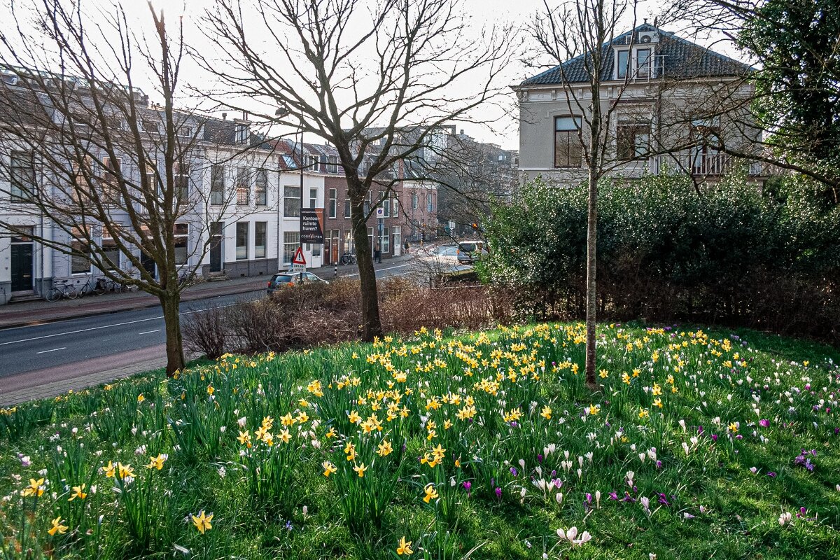 Весна в Харлеме, Нидерланды - Anna36 