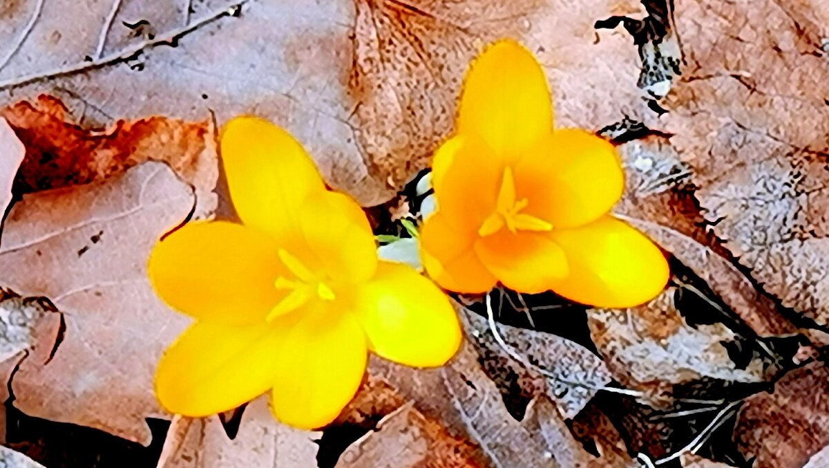 Крокусы - первые цветы весны в парке... - Сергей 