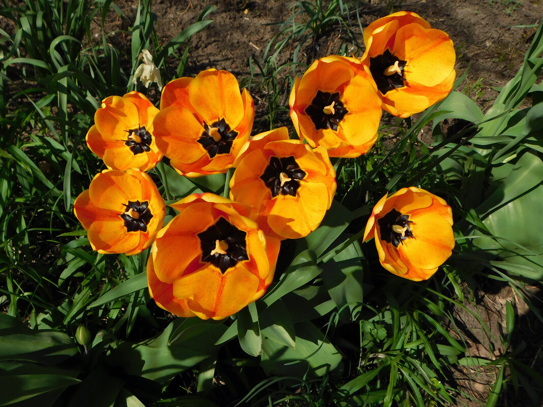 Оранжевые тюльпаны - Наиля 