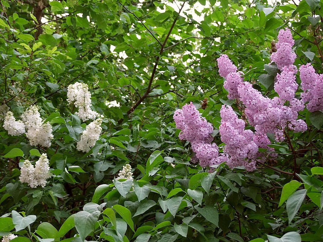 Соседство - Фёдор Меркурьев