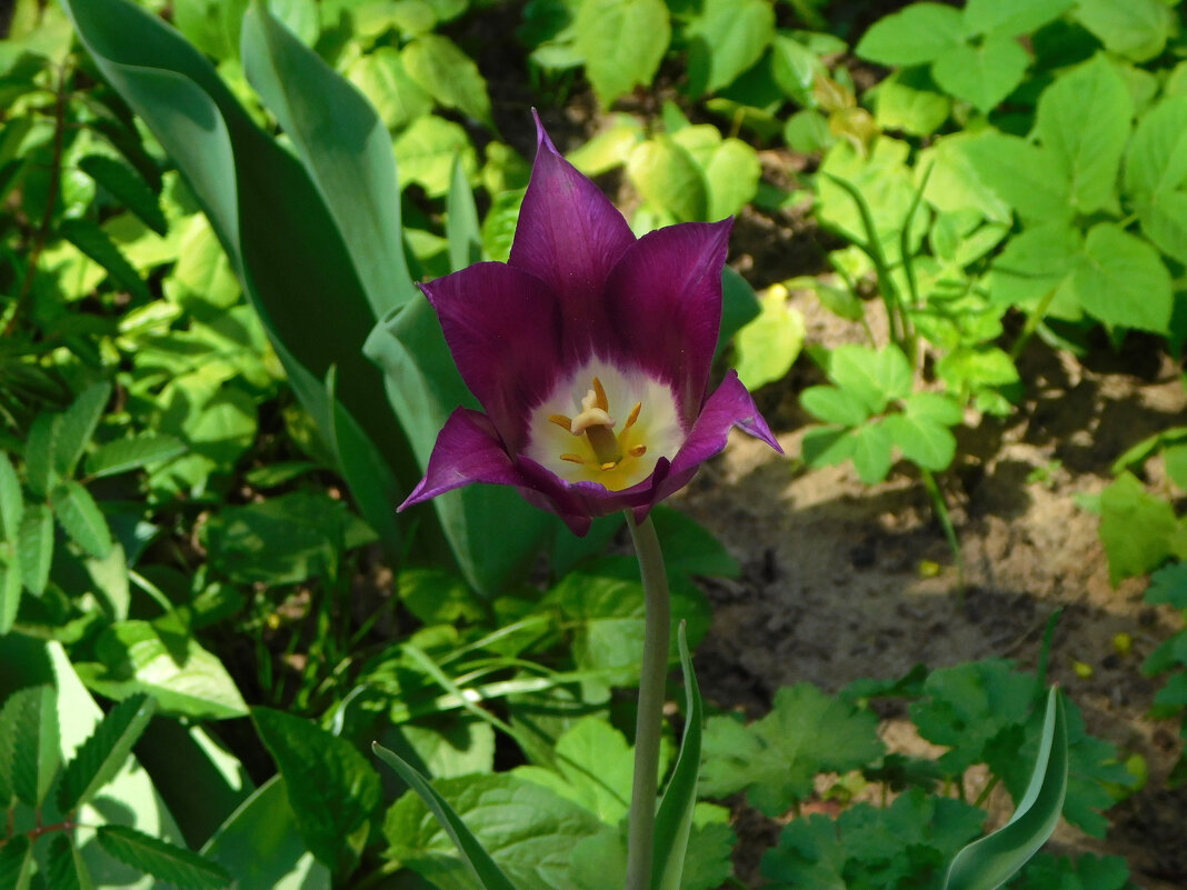 Лилиецветный тюльпан - Наиля 