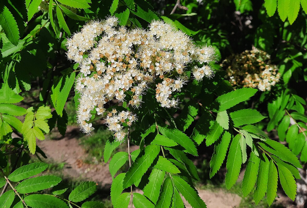 Рябина - Сеня Белгородский