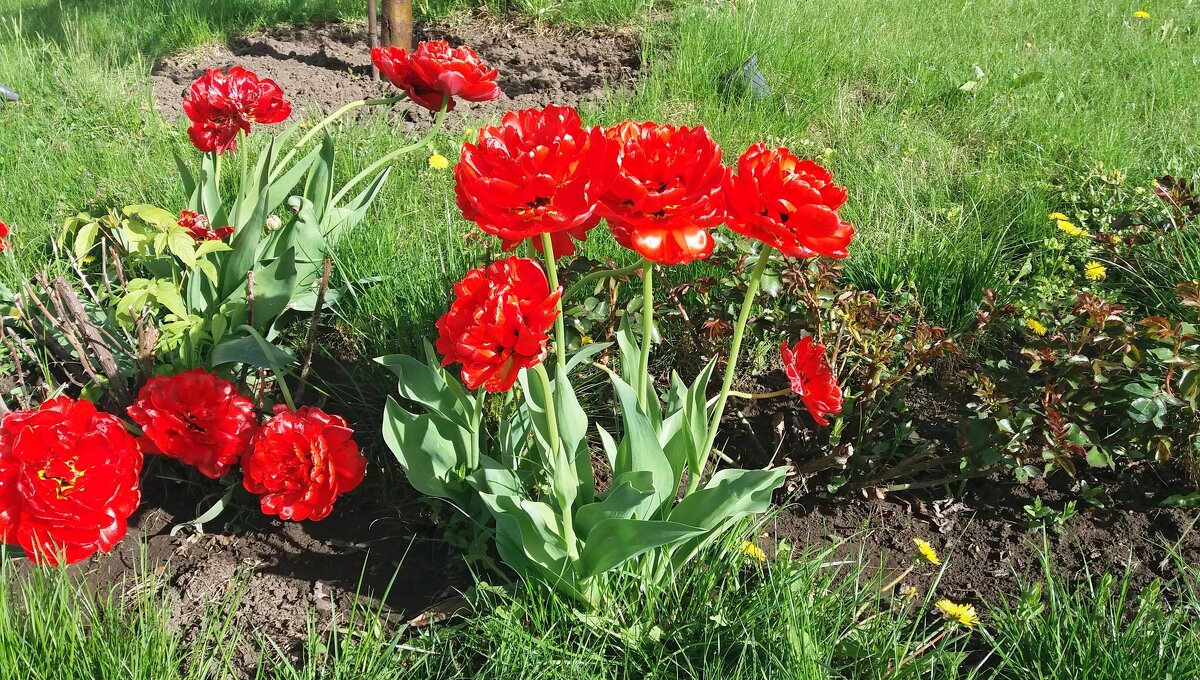 Яркие тюльпаны - Galina Solovova