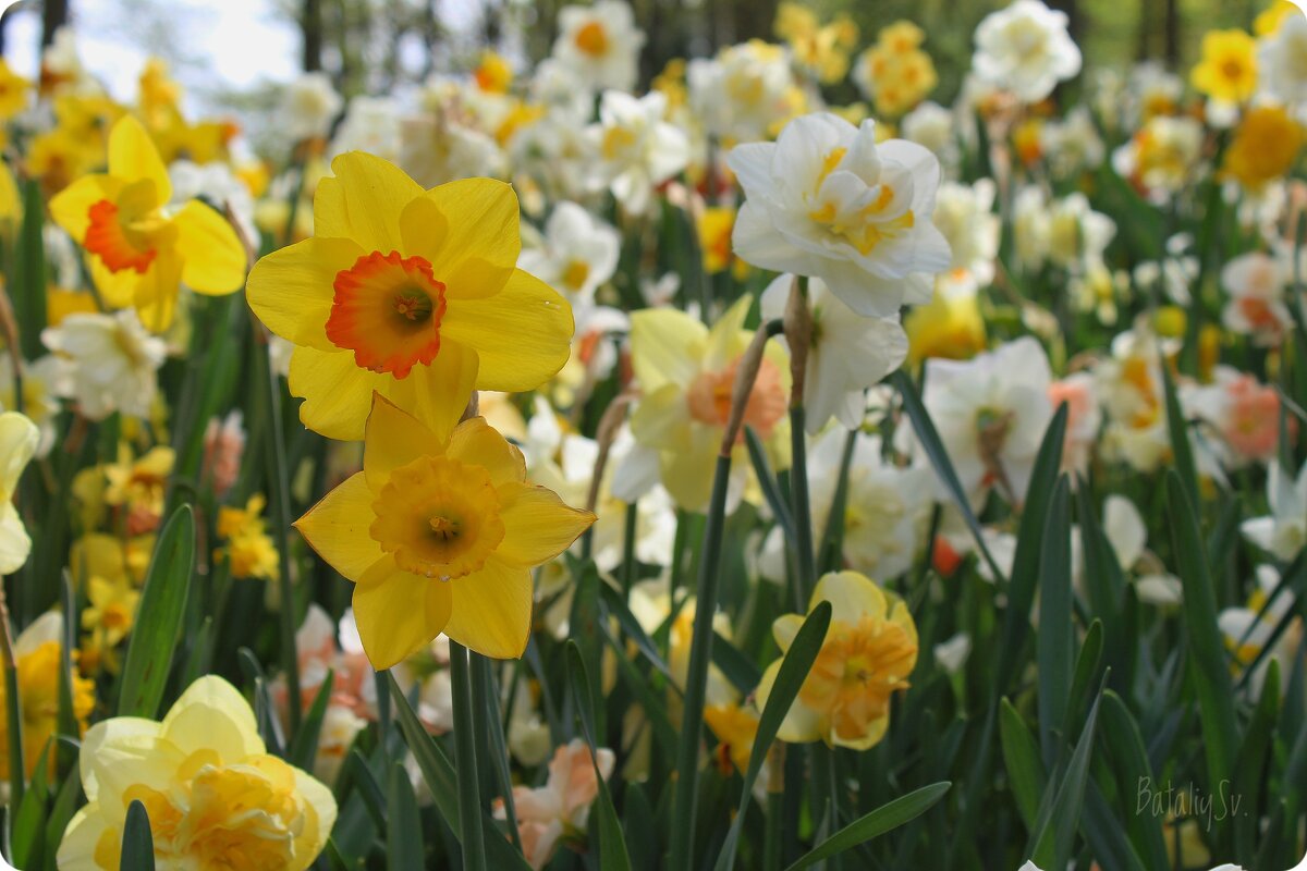 парк цветов Keukenhof - Светлана Баталий