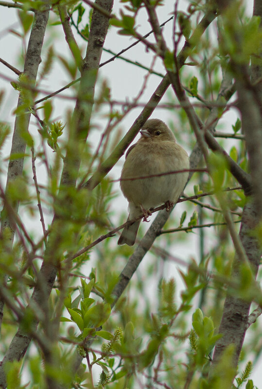 Female Chaffinch | 5 - Sergey Sonvar