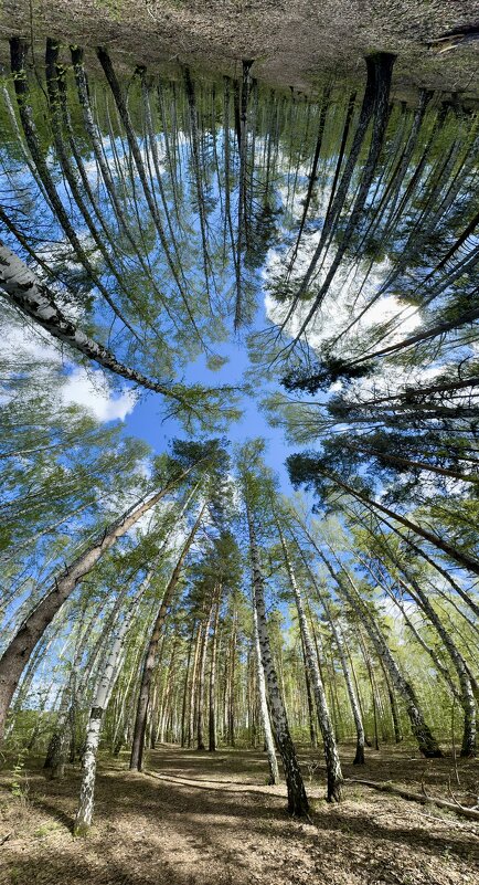 Майский лес в панораме 180 - Сергей Адигамов