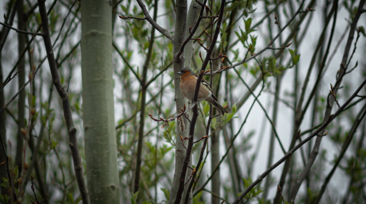 Male Chaffinch | 4 - Sergey Sonvar