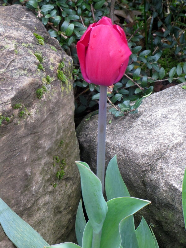 Цветок и камень - Валерий 
