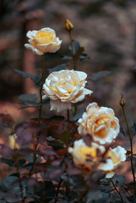 Розы в парке - Дмитрий 