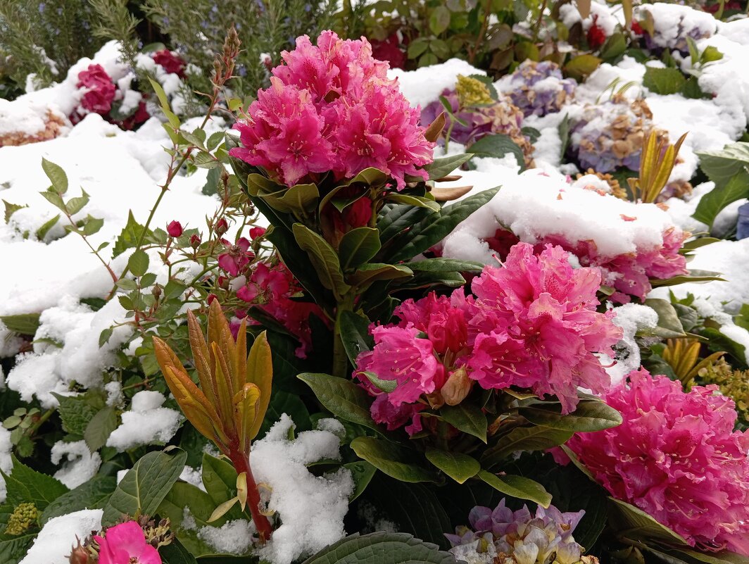 Цветы в снегу - Julietta_navsegda /