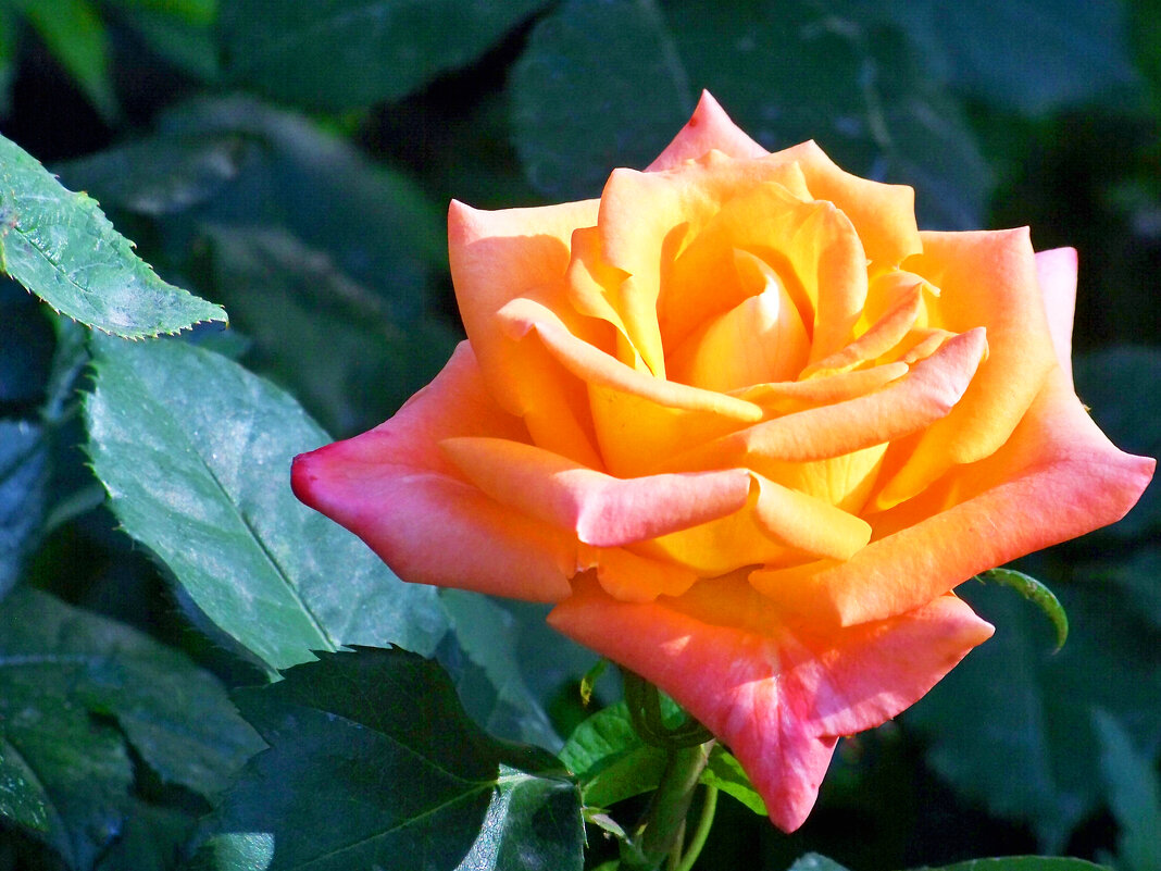 Мир цветов,оранжевая роза - Валентин Семчишин