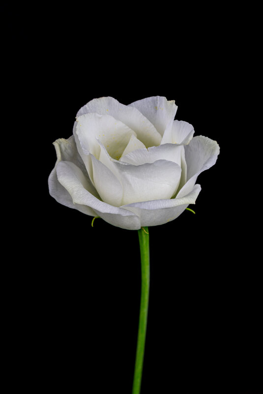 Прекрасный цветок - Николо Пагани