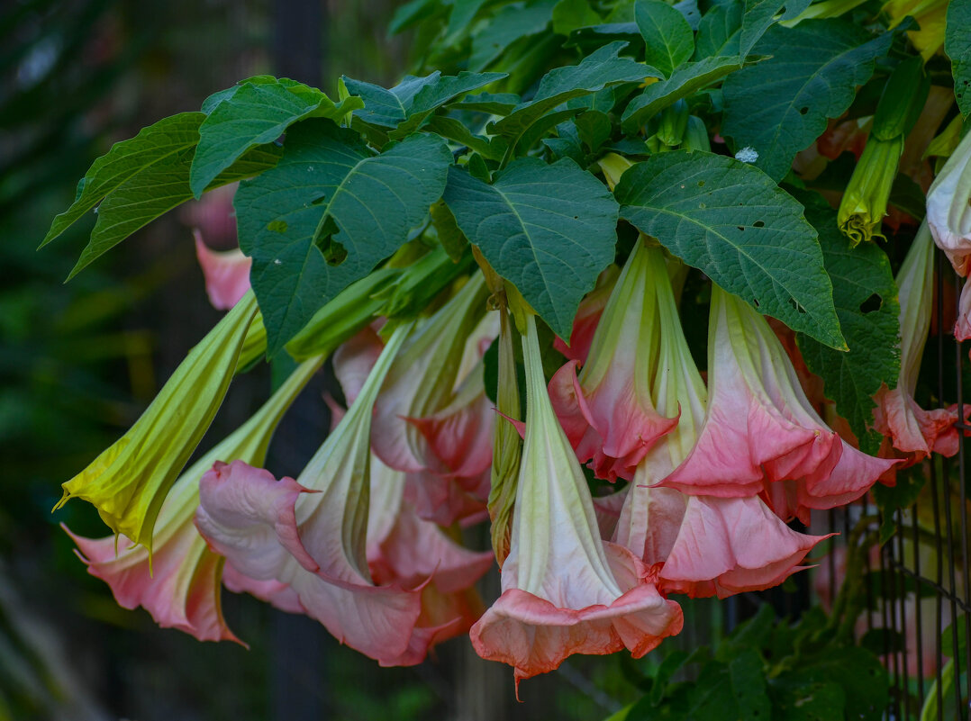 Бругмансия  или колдовской цветок - Inna 