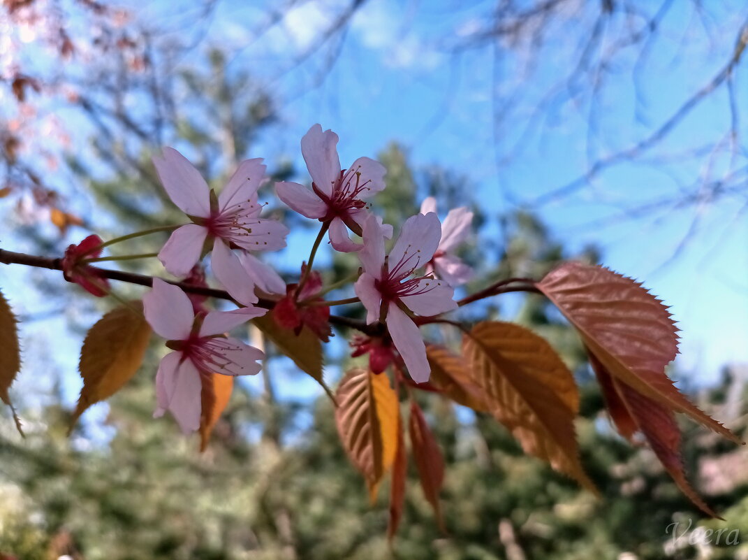 Втка цветущей вишни - veera v