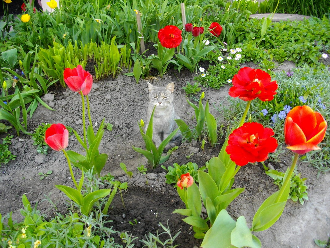 Кошечка в тюльпанах. - Лия ☼